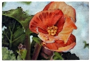 „Blüte I”, Öl auf Leinwand, 20x30cm, 2009